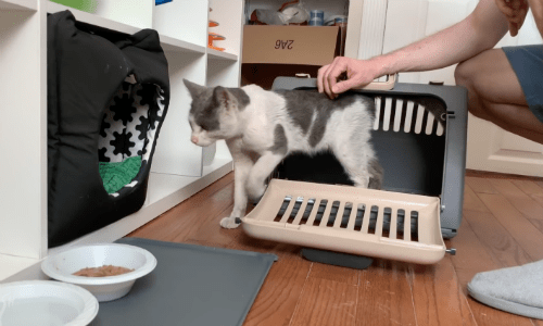 Man In Brooklyn Rescues Winston The Cat From Terrible Conditions On The Street