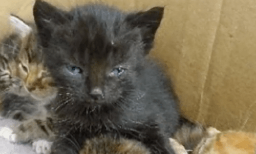 Man Who Finds Kitten Family Pleads With Shelter To “Please Hurry”