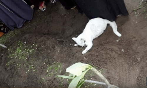 Mysterious White Cat Exhibits Odd Behavior During A Funeral That Leaves The Family Baffled