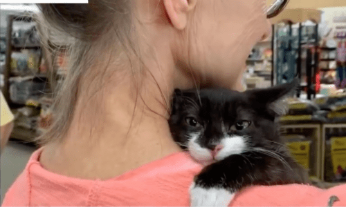 Shelter Finds A Way To Make Kitten Come Out Of Her Shy Shell