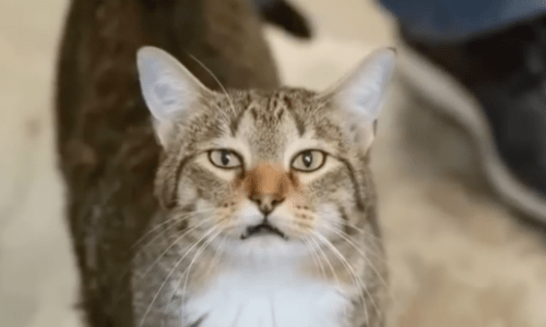 Cat Shows Off Houdini Skills Opening Every Cage Shelter Puts Him In