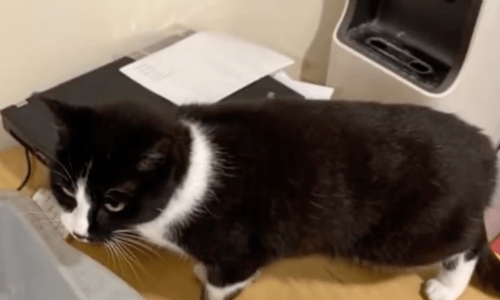 Couple Stopped At The Airport Discovers That Their Cat Was A Stowaway