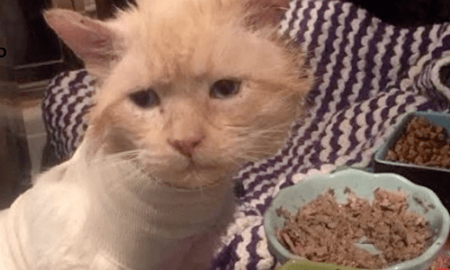 Extremely Sick Cat Found Wandering On The Streets Makes Astounding Recovery