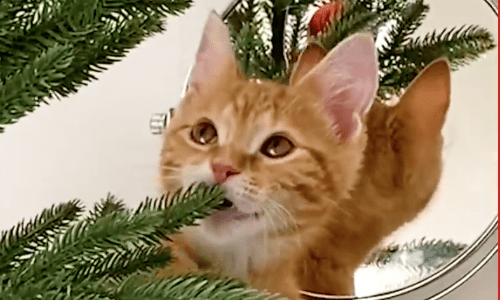 Little Kitten Absolutely Loves Christmas Tree And Won’t Leave It Alone