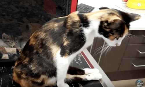 Man Paralyzes Cat But She Will Stop At Nothing To Care For Kittens