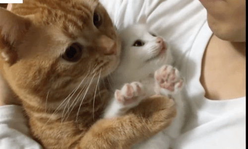 Older Cat Can’t Help But Snuggle This Family’s New White Kitten