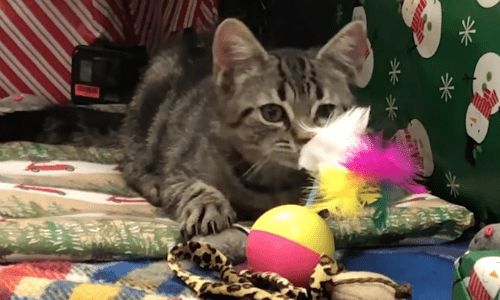 Shelter Shows Kitten The Real Meaning Of Christmas With Special Gifts