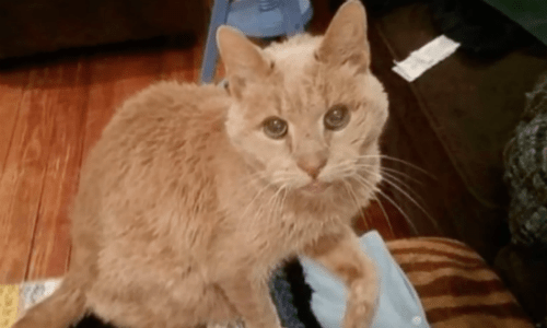 A Couple Adopted This 20-year-old Cat From A Shelter And Then Discovers Sad Health Failure