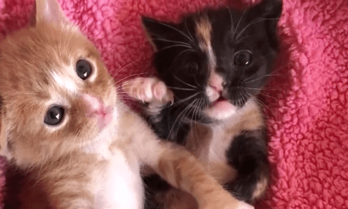 Abandoned Kittens Huddle Together And Keep Each Other Alive Until Rescued