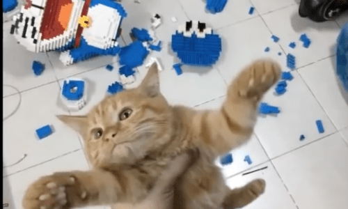 Cat Destroys Toy Vendor’s Intricately Built Figurine But Owner Chooses To Find Humor In It