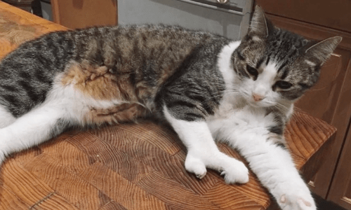 Cat Named “Lobster” Cat Was Born With A Unique Looking Paw