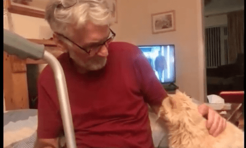 Cat Shows Kindness To Owner By Walking Slow Next To Him After Hip Replacement