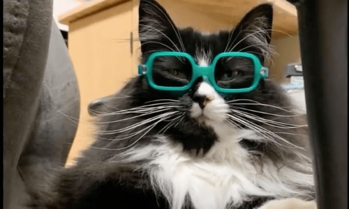 Cat That Works At Eye Doctor’s Office Shows Kids It’s Cool To Wear Glasses