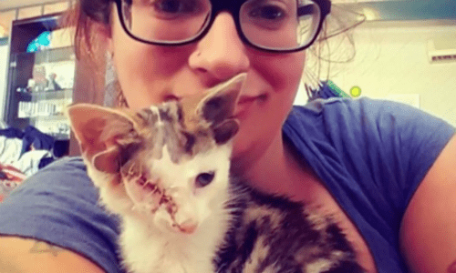 Kitten Found Trapped Under A House Had Two Sets Of Ears In Shocking Discovery