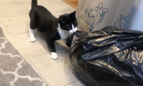 Whenever Foster Mom Isn’t Looking, This Cat Gets Into Some Wild Mischief