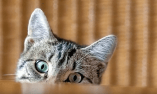 Your Cat Might Have Some Strange Behaviors That Are Actually Its Way Of Communicating