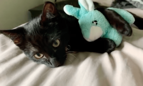 Adopted Cat Is Obsessed With Blanket And Bunny Stuffed Toy From New Owner