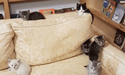 Bookstore Becomes Temporary Home To Foster Kittens To Help Them Get Adopted