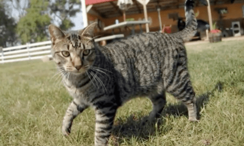 Cat Follow Owner To School Each Day By Jumping On His Backpack