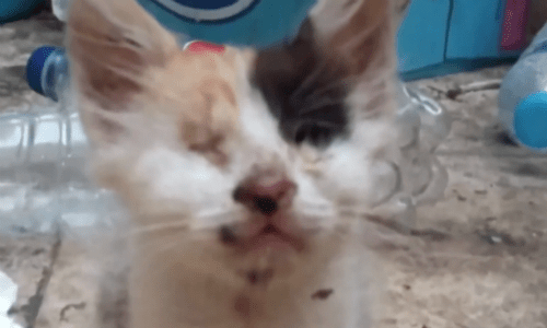 Man Gives Blind And Deaf Kitten Serious Love And Care And Cat Makes Transformation