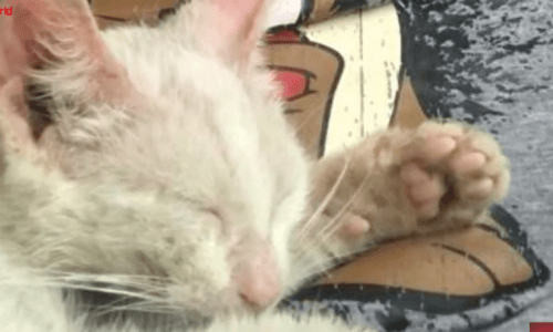 Man Wakes From An Outdoor Up To A Shocking Surprise Of A Kitten On His Lap