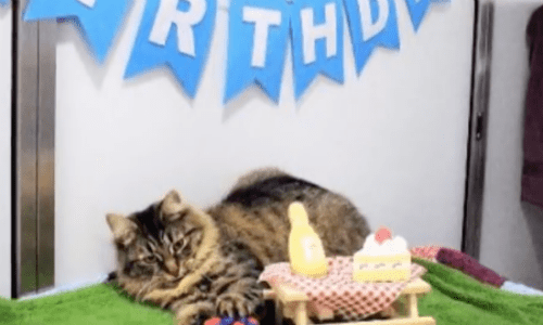 Nobody Comes To Shelter Cat’s Birthday Party After 100 Days In Shelter