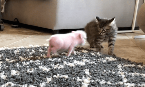 Nothing Is Sweeter Than This Piglet And Foster Kitten That Are Best Friends