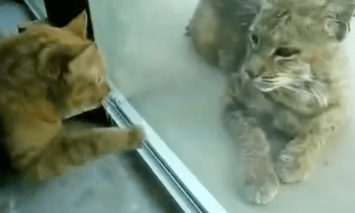 Spoiled And Loved Household Cat Falls In Love With Outdoor Wild Cat