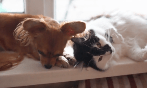 These Stories About Cat And Dog Duos Will Warm Your Heart