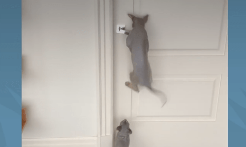 Watch How These Two Brother Cats Copy One Another In Every Activity