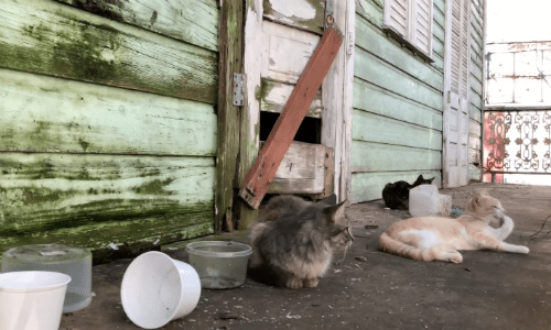 When This Area Started Having Many Stray Cats, A Local Team Became Their Heroes