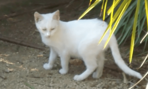 Caring Cat Starts Stealing Puppies And Neighbors Are Quite Surprised