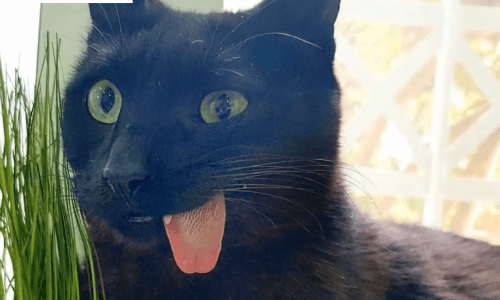 Cat That Can’t Keep Its Tongue In Its Mouth Now Has A Huge Internet Following