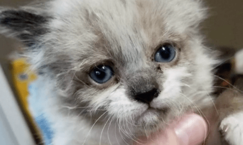 Man Finds Kitten While At Work And Decides To Adopt It