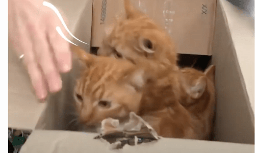 Shelter Finds Dangerously Sealed Boxes Full Of The Sweetest Ginger Cats