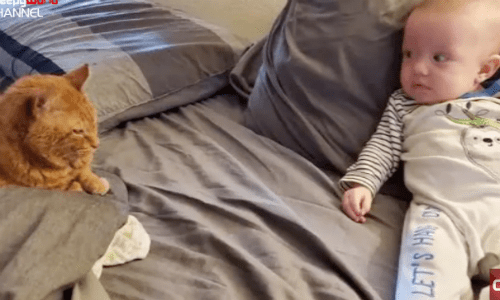 Sunny The Cat Ignores Family’s New Baby Until He Thinks No One Is Looking