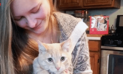 Young Woman Who Needed A New Companion Adopts An Adorable And Loveable Cat