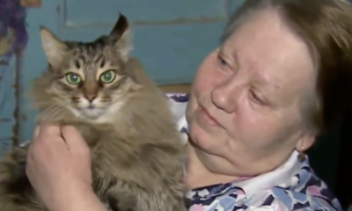 A Cat Found An Abandoned Baby And Alerted Neighbors To Get Help