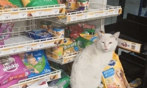 A Woman Was Quite Surprised When A Stray Cat Led Her To Buy Him Treats