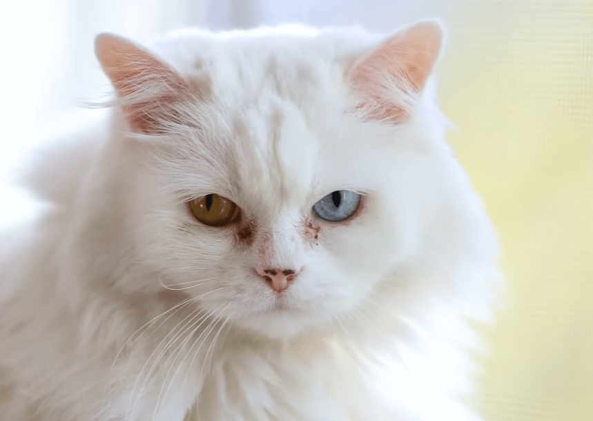 Cat Refuses To Accept Being Pet By Owners Feet Instead Of Hands