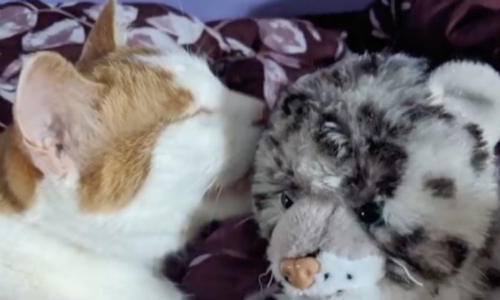 Cat Stands By And Watches As His Favorite Stuffed Leopard Gets Fixed