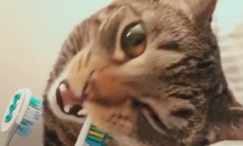 Cat That Enjoys Doing What Its Owner Does Learns To Brush Teeth