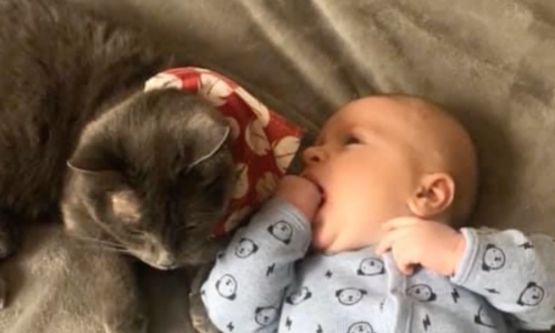 Independent Cat Never Wanted To Snuggle Until The Family Brought Home A Baby