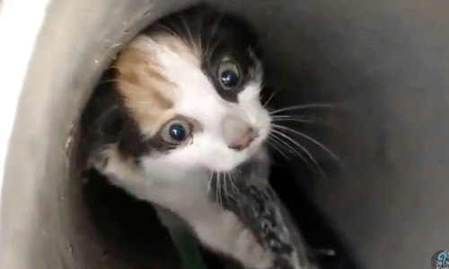 Man Hears A Kitten Trapped Within A Ventilation Pipe And Acts Quickly