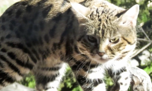 World’s Deadliest Cat Actually Looks More Like a House Cat Than You’d Expect