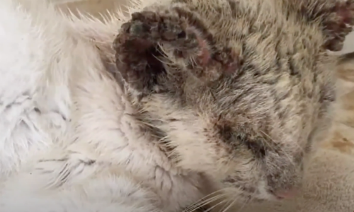 Cat Blinded By Severe Mange Enters Man’s Yard And Eats His Cat’s Food