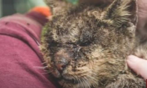 Cat That Had Been Isolated Due To Mange Gets Love Needed To Survive