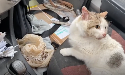 Man Rescues Cat In The Wild With Can Stuck On Its Head