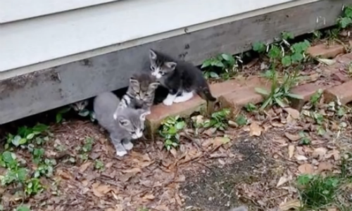 Mother Cat Shows Enormous Trust For Stranger Feeding Her By Sharing Kittens