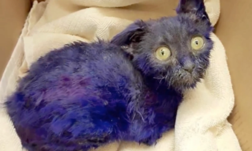 Rescuers Bring In Kitten Died Purple And Discover His Tragic Back Story